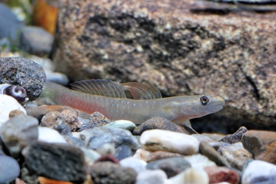 Sicyopus auxilimentus Gobiidae