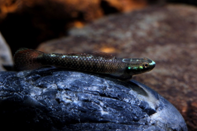 Stiphodon alcedo Gobiidae
