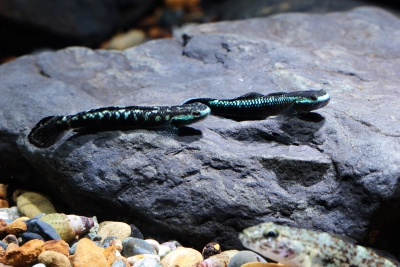 Stiphodon imperiorientis Gobiidae