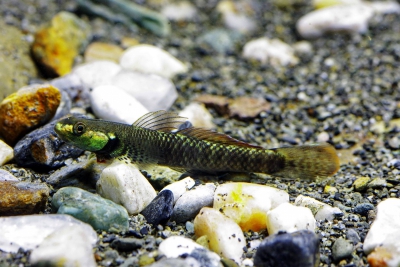 Stiphodon pelewensis Gobiidae
