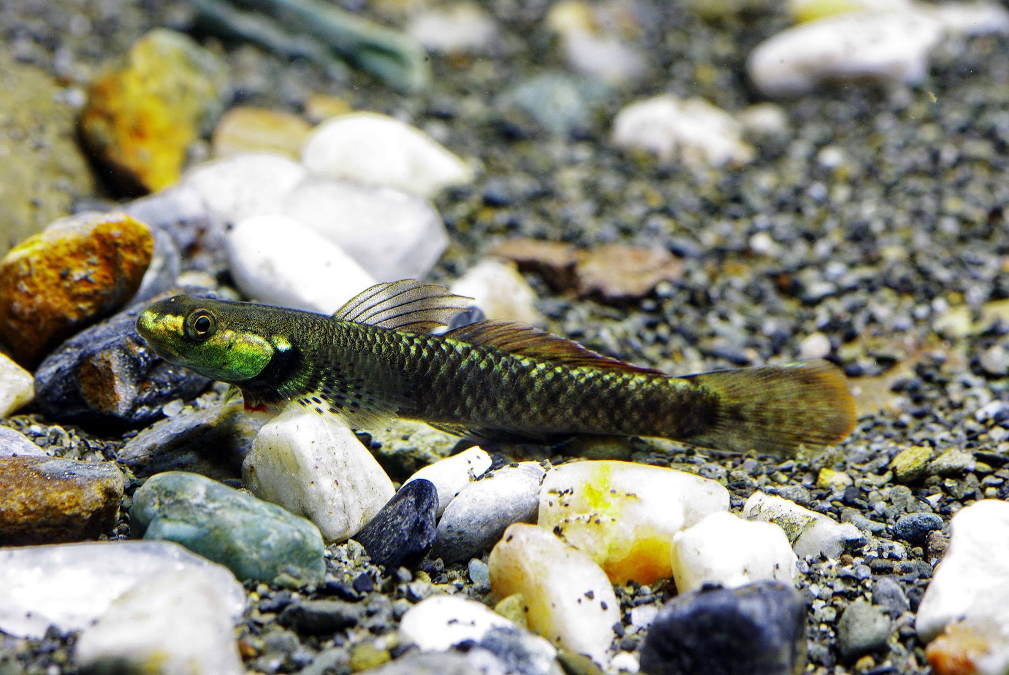 Stiphodon pelewensis