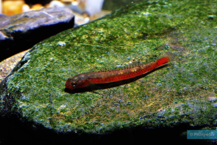 Stiphodon surrufus
