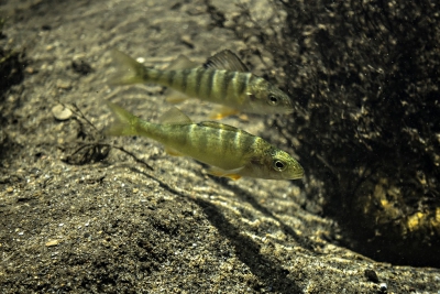 Perca flavescens Percidae