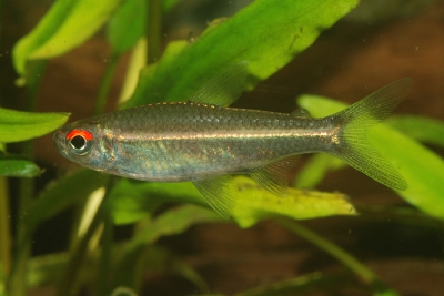 Hemigrammus bellottii Characidae