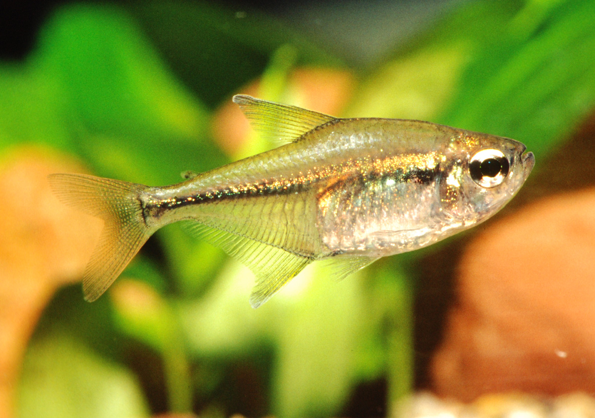 Hemigrammus lunatus