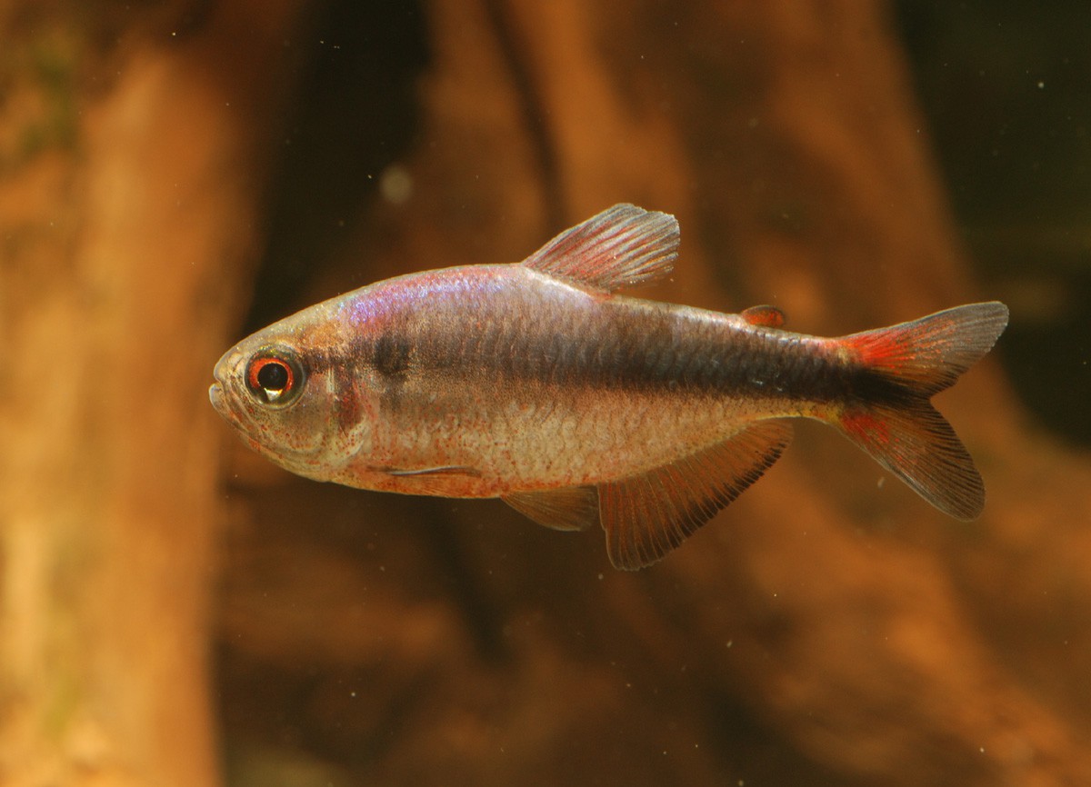 Hyphessobrycon melanostichos