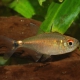 picture of Hemigrammus neptunus