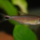 picture of Hemigrammus rubrostriatus