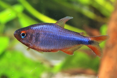 Hyphessobrycon wadai Characidae