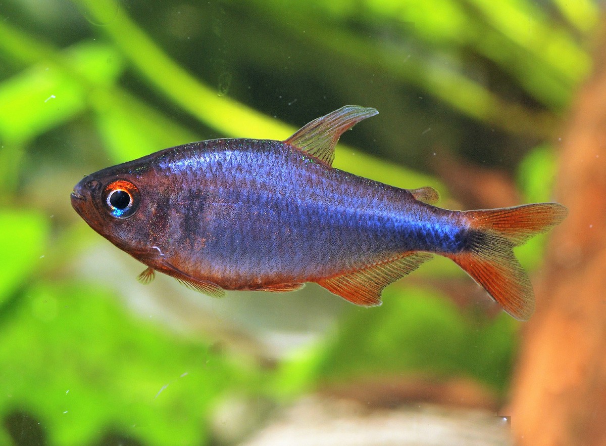 Hyphessobrycon wadai
