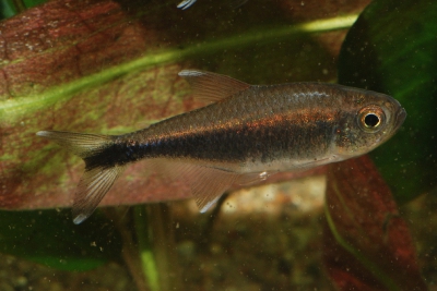 Hyphessobrycon clavatus Characidae