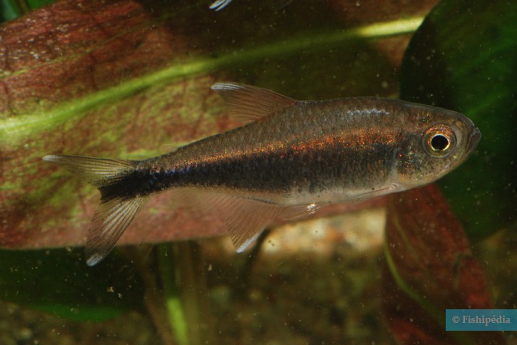 Hyphessobrycon clavatus