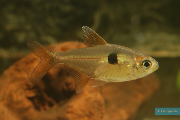 Hemigrammus arua