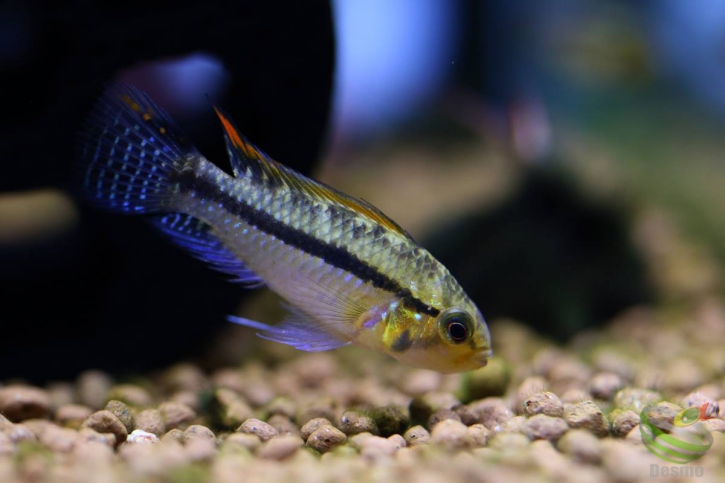 Apistogramma luelingi