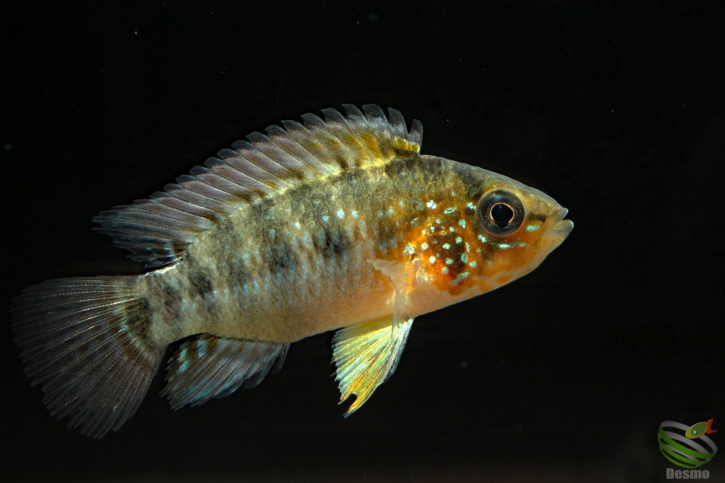 Apistogramma alacrina