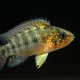 picture of Apistogramma alacrina