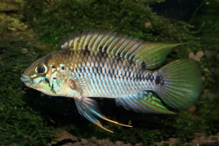 Apistogramma alacrina