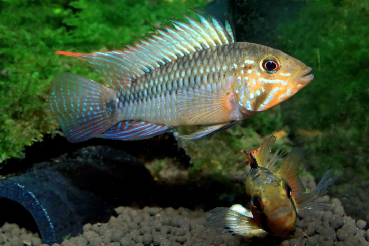 Apistogramma barlowi