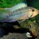 picture of Apistogramma barlowi