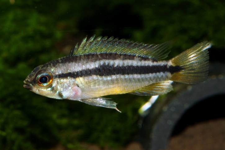 Apistogramma bitaeniata