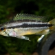 picture of Apistogramma bitaeniata