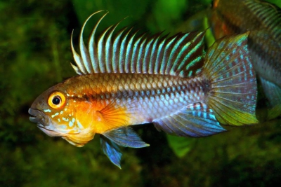 Apistogramma huascar Cichlidae