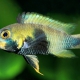 picture of Apistogramma panduro