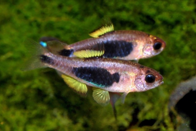 Barbus hulstaerti Cyprinidae