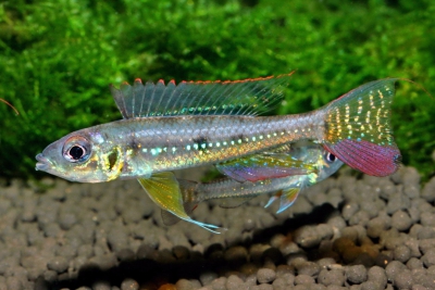 Biotoecus opercularis Cichlidae