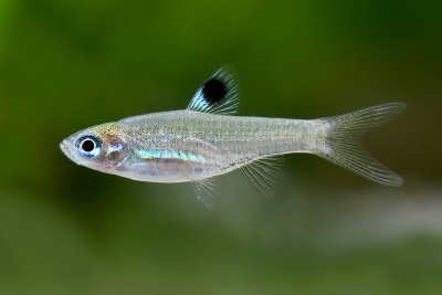 Brevibora dorsiocellata Danionidae