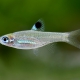 picture of Brevibora dorsiocellata