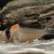 picture of Corydoras adolfoi