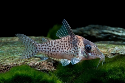 Corydoras agassizii Callichthyidae