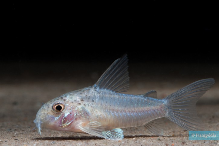 Corydoras albolineatus