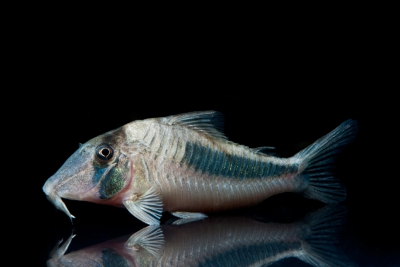 Corydoras amapaensis Callichthyidae