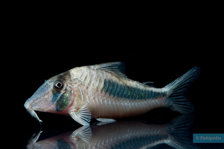 Corydoras amapaensis