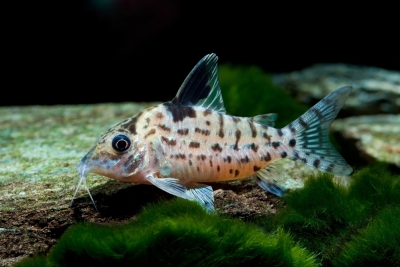 Corydoras ambiacus Callichthyidae