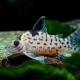 picture of Corydoras ambiacus