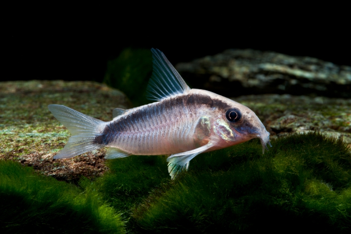 Corydoras arcuatus