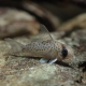 picture of Corydoras atropersonatus