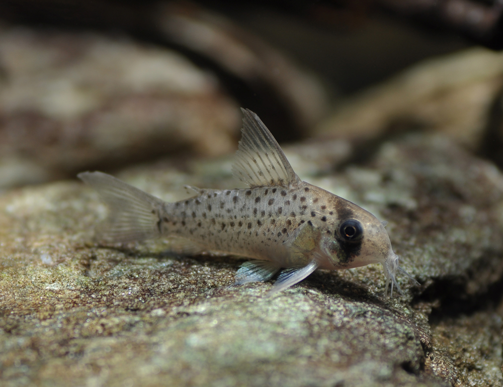 Corydoras atropersonatus
