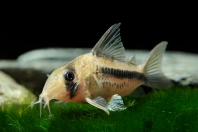 Corydoras axelrodi Callichthyidae