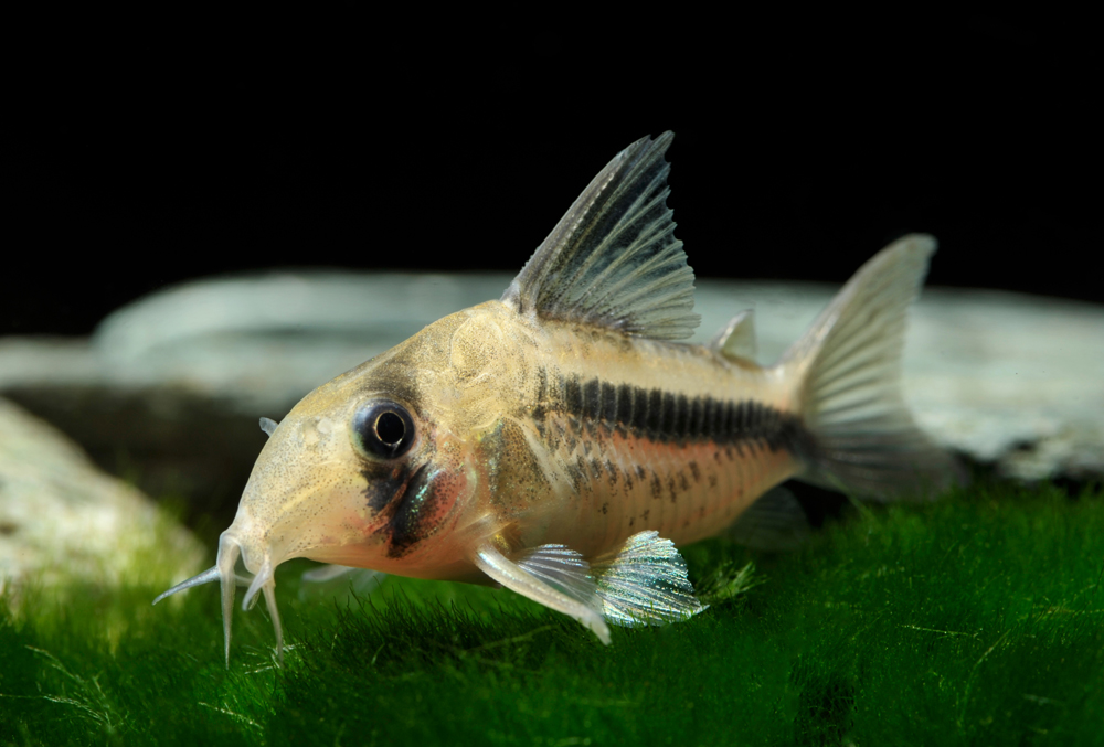Corydoras axelrodi