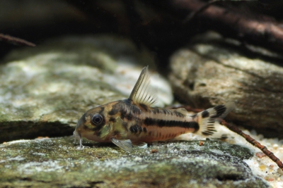 Corydoras boesemani Callichthyidae
