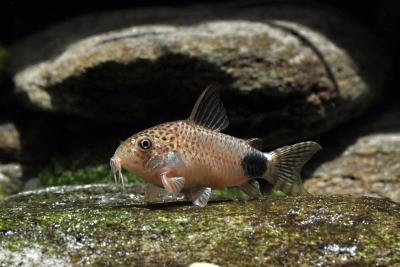 Corydoras caudimaculatus Callichthyidae