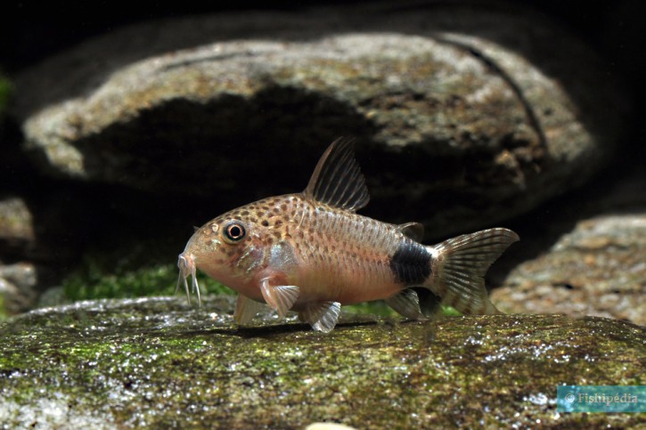 Corydoras caudimaculatus