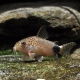 picture of Corydoras caudimaculatus