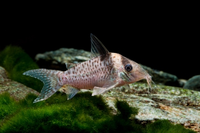 Corydoras delphax Callichthyidae