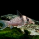 picture of Corydoras delphax