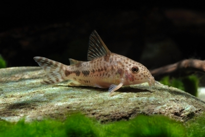 Corydoras diphyes Callichthyidae
